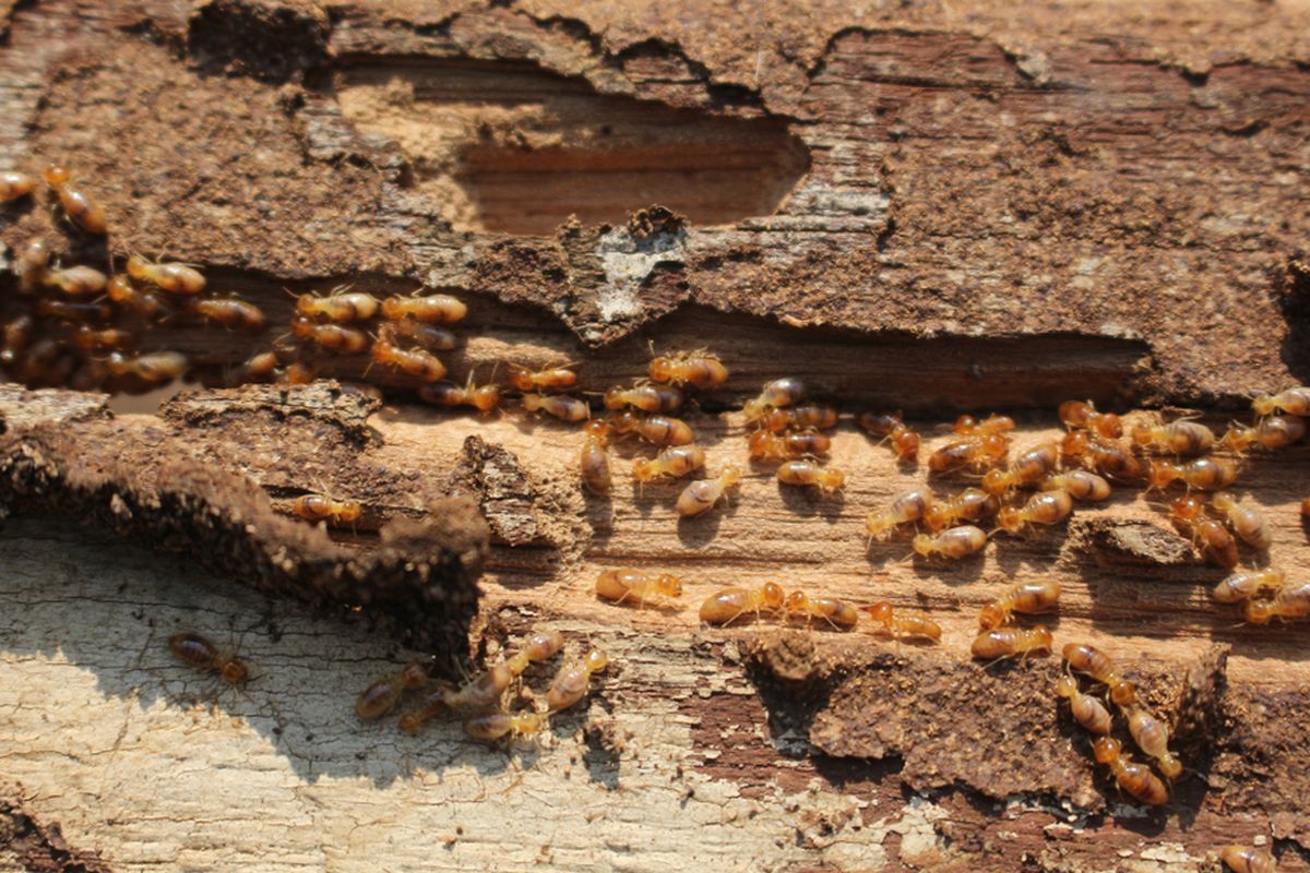 Mitos Kayu Jati: Benarkah Anti Rayap? Fakta & Penjelasan Ahli