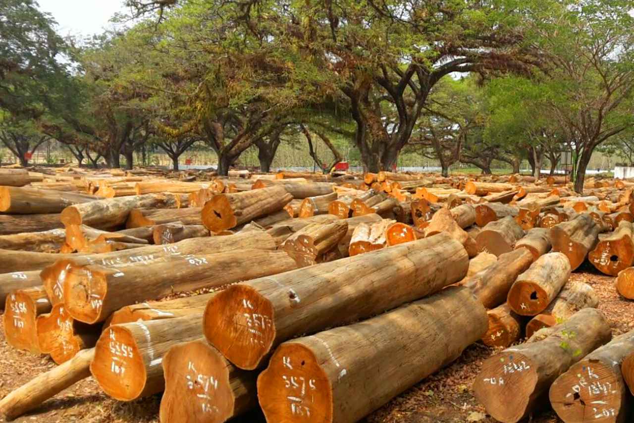 Kayu Jati Belanda Dan Jati Biasa